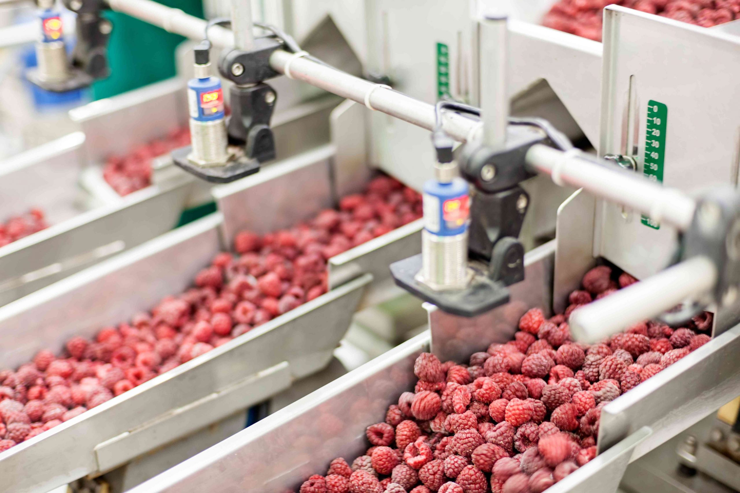Process of freezing raspberries
